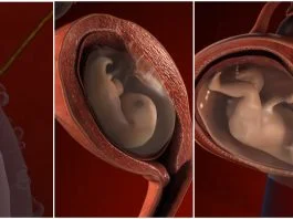 Cum se dezvolta copilul in uter? Sarcina pe saptamani – de la concepere la nastere VIDEO | Demamici.ro