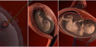 Cum se dezvolta copilul in uter? Sarcina pe saptamani – de la concepere la nastere VIDEO | Demamici.ro