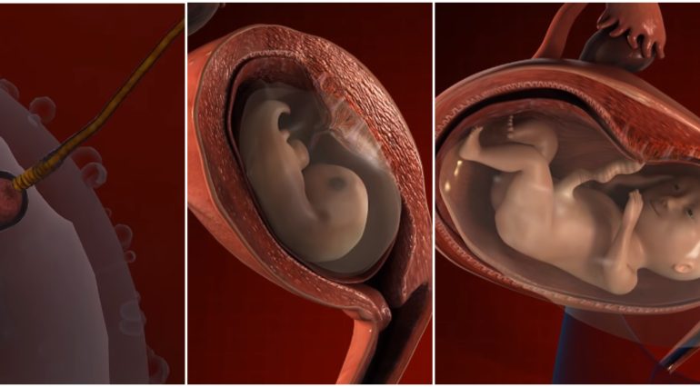 Cum se dezvolta copilul in uter? Sarcina pe saptamani | Demamici.ro