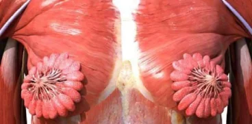 Asa arata cu adevarat canalele de lapte? Fotografia a devenit virala  | Demamici.ro