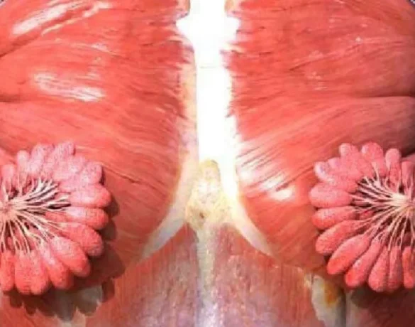 Asa arata cu adevarat canalele de lapte? Fotografia a devenit virala  | Demamici.ro