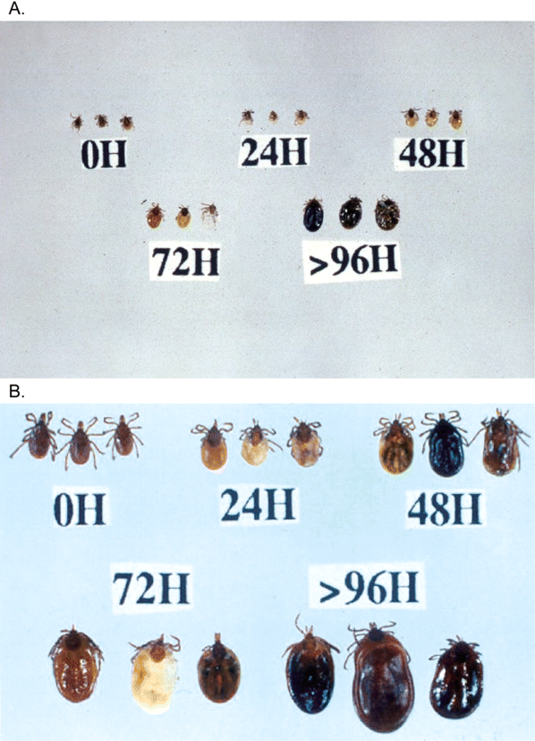 Cum sa procedezi atunci cand copilul a fost muscat de o capusa