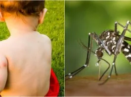 West Nile, boala transmisa de tantari. Cat de periculoasa e si cum putem sa ne protejam  | Demamici.ro