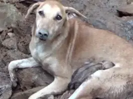 O cățelușă disperată a săpat prin piatră și moloz pentru a-și salva cățelușii după ce o casă s-a prăbușit peste ei VIDEO | Demamici.ro