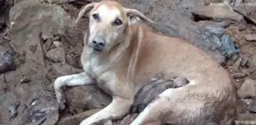 O cățelușă disperată a săpat prin piatră și moloz pentru a-și salva cățelușii după ce o casă s-a prăbușit peste ei VIDEO | Demamici.ro