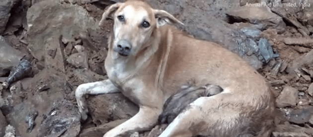 O cățelușă disperată a săpat prin piatră și moloz pentru a-și salva cățelușii după ce o casă s-a prăbușit peste ei VIDEO | Demamici.ro