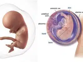 Sarcina pe saptamani: saptamana 11 de sarcina | Demamici.ro