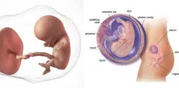 Sarcina pe saptamani: saptamana 11 de sarcina | Demamici.ro