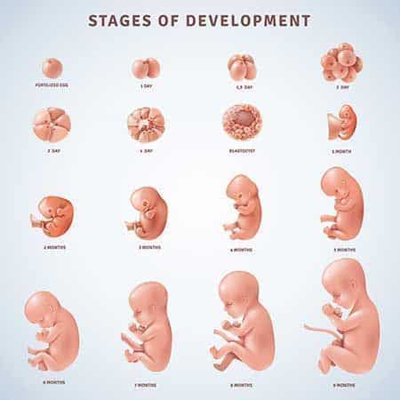 Dezvoltarea fatului in uter