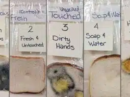 Spalatul mainilor inainte de masa, esential in plin sezon gripal – experiment | Demamici.ro