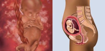 Sarcina pe saptamani: saptamana 12 de sarcina | Demamici.ro