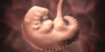 Sarcina pe saptamani: saptamana 5 de sarcina | Demamici.ro