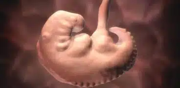 Sarcina pe saptamani: saptamana 5 de sarcina | Demamici.ro