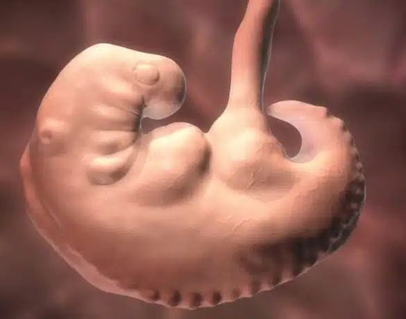 Sarcina pe saptamani: saptamana 5 de sarcina | Demamici.ro