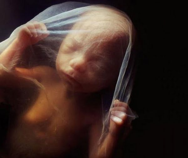Embrionul uman de la concepere pana la nastere
