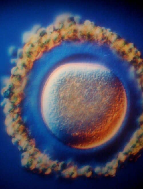 Embrionul uman de la concepere pana la nastere