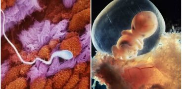 Embrionul uman de la concepere pana la nastere in 23 de fotografii. Asa creste o viata | Demamici.ro