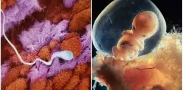 Embrionul uman de la concepere pana la nastere in 23 de fotografii. Asa creste o viata | Demamici.ro