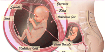 Sarcina pe saptamani: Saptamana 16 de sarcina | Demamici.ro
