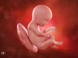 Sarcina pe saptamani: saptamana 19 de sarcina | Demamici.ro