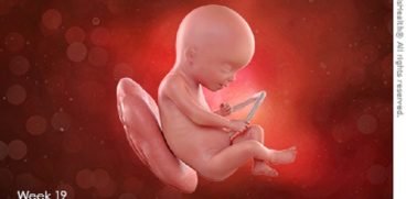 Sarcina pe saptamani: saptamana 19 de sarcina | Demamici.ro