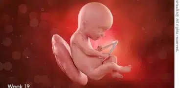 Sarcina pe saptamani: saptamana 19 de sarcina | Demamici.ro