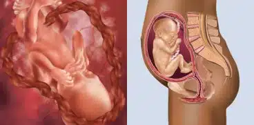 Sarcina pe saptamani: saptamana 23 de sarcina | Demamici.ro