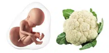 Sarcina pe saptamani: saptamana 27 de sarcina | Demamici.ro