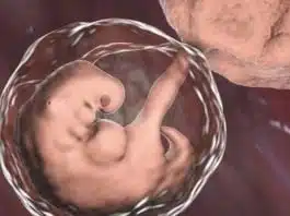 Sarcina pe saptamani: saptamana 4 de sarcina | Demamici.ro