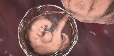 Sarcina pe saptamani: saptamana 4 de sarcina | Demamici.ro