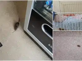 Un sobolan, „vedeta” Spitalului de Copii din Cluj-Napoca. Imagini revoltatoare VIDEO | Demamici.ro