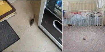 Un sobolan, „vedeta” Spitalului de Copii din Cluj-Napoca. Imagini revoltatoare VIDEO | Demamici.ro