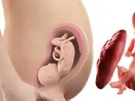 Sarcina pe saptamani: saptamana 29 de sarcina | Demamici.ro