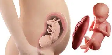 Sarcina pe saptamani: saptamana 29 de sarcina | Demamici.ro