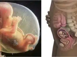 Sarcina pe saptamani. Saptamana 15 de sarcina | Demamici.ro