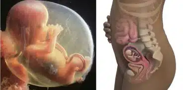 Sarcina pe saptamani. Saptamana 15 de sarcina | Demamici.ro