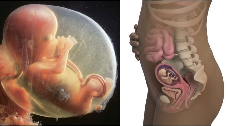 Sarcina pe saptamani. Saptamana 15 de sarcina | Demamici.ro