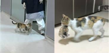 O pisică mamă și-a cărat puiul bolnav la spital și nu i-a dat drumul până când nu a primit ajutor | Demamici.ro