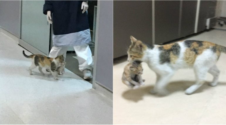 O pisică mamă și-a cărat puiul bolnav la spital și nu i-a dat drumul până când nu a primit ajutor