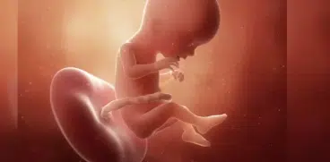 Sarcina pe saptamani: Saptamana 17 de sarcina | Demamici.ro