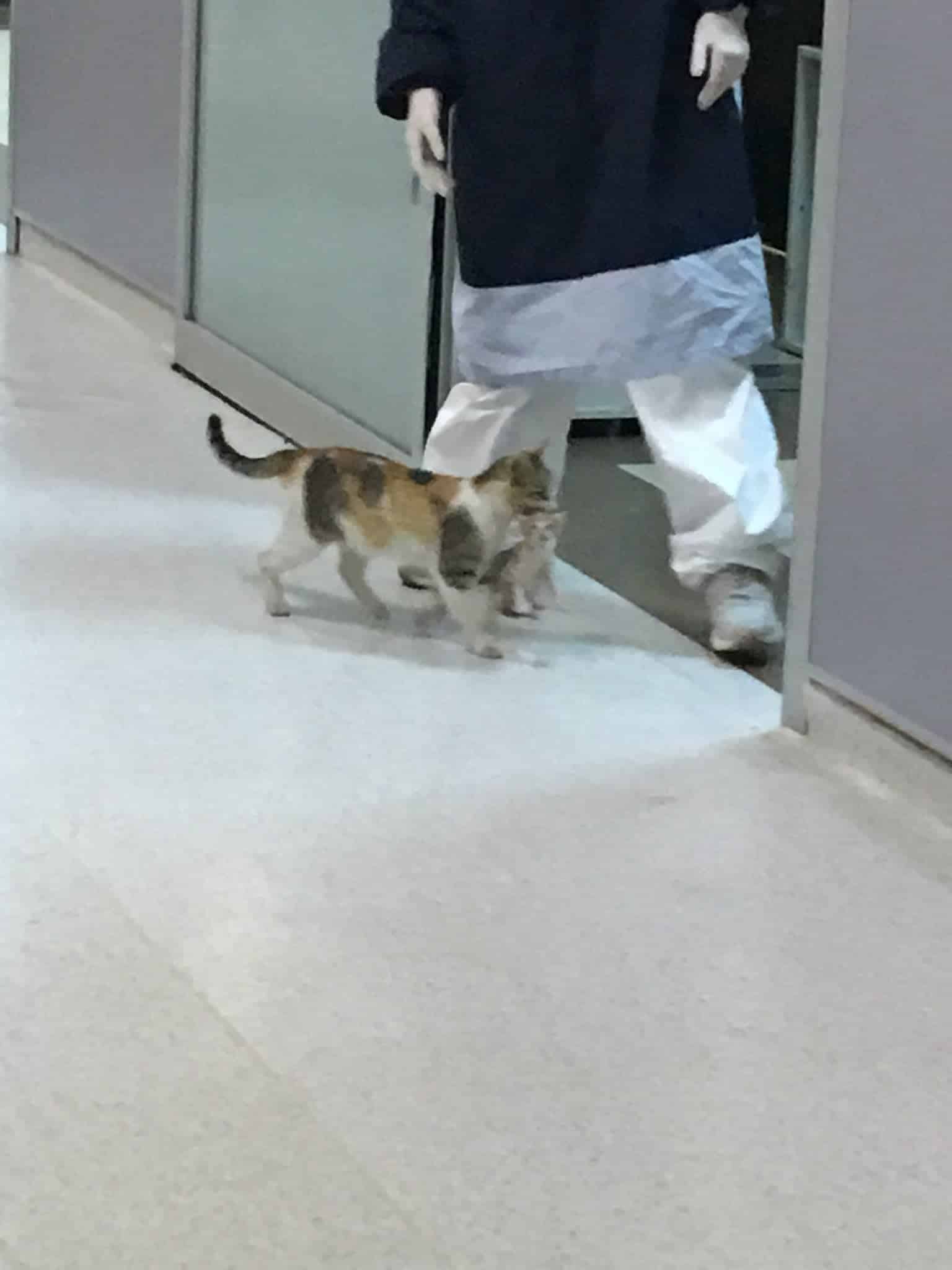 O pisică mamă și-a cărat puiul bolnav la spital și nu i-a dat drumul până când nu a primit ajutor