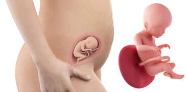 Sarcina pe saptamani: saptamana 20 de sarcina | Demamici.ro