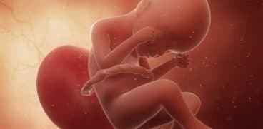 Sarcina pe saptamani: saptamana 24 de sarcina | Demamici.ro