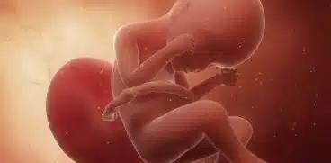 Sarcina pe saptamani: saptamana 24 de sarcina | Demamici.ro