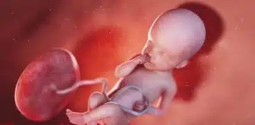 Sarcina pe saptamani: saptamana 25 de sarcina | Demamici.ro