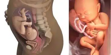 Sarcina pe saptamani: saptamana 32 de sarcina | Demamici.ro