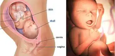 Sarcina pe saptamani: saptamana 33 de sarcina | Demamici.ro