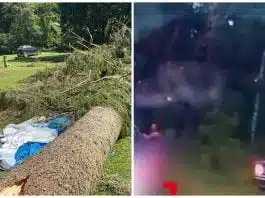 Tragedia unei familii din Mureș. Fetița de 6 ani a murit sub ochii tatălui, strivită de un copac. Surioara ei e în stare critică | Demamici.ro