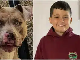 Tragedia unei mame care a rămas fără copil, după ce un câine l-a atacat. Băiețelul de 10 ani se îndrepta spre casa unor prieteni | Demamici.ro