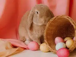 Tradiția Iepurașului de Paște. Semnificații și obiceiuri | Demamici.ro